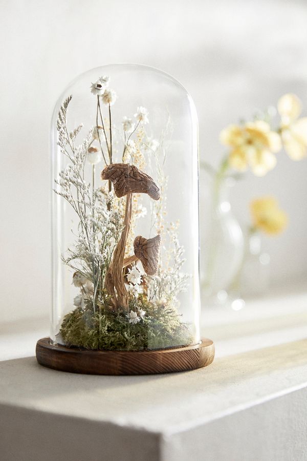 Slide View: 1: Fungi Forest Dried Terrarium