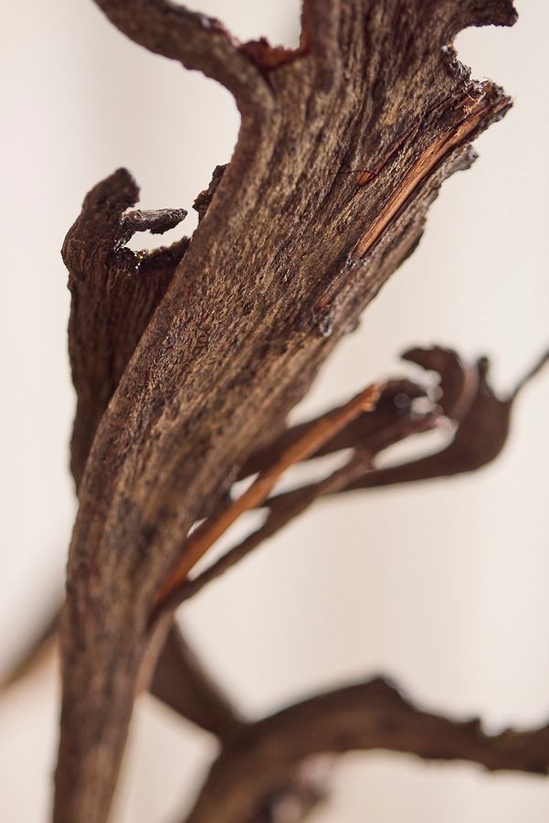 Slide View: 2: Dried Fantail Willow Bunch