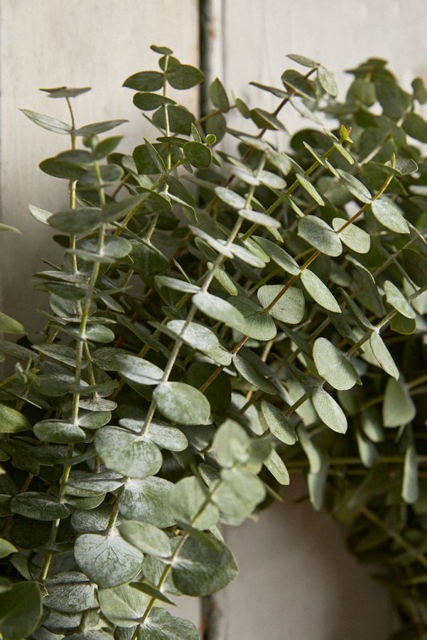 Slide View: 3: Fresh Baby Blue Eucalyptus Wreath