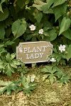 Thumbnail View 1: Plant Lady Staked Iron Sign