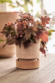 Slide View: 6: Bergs Hoff Terracotta Pot