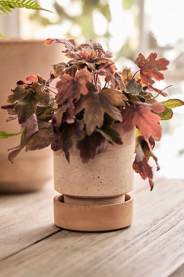 Slide View: 6: Bergs Hoff Terracotta Pot