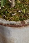 Thumbnail View 3: Iron Cylinder Planter