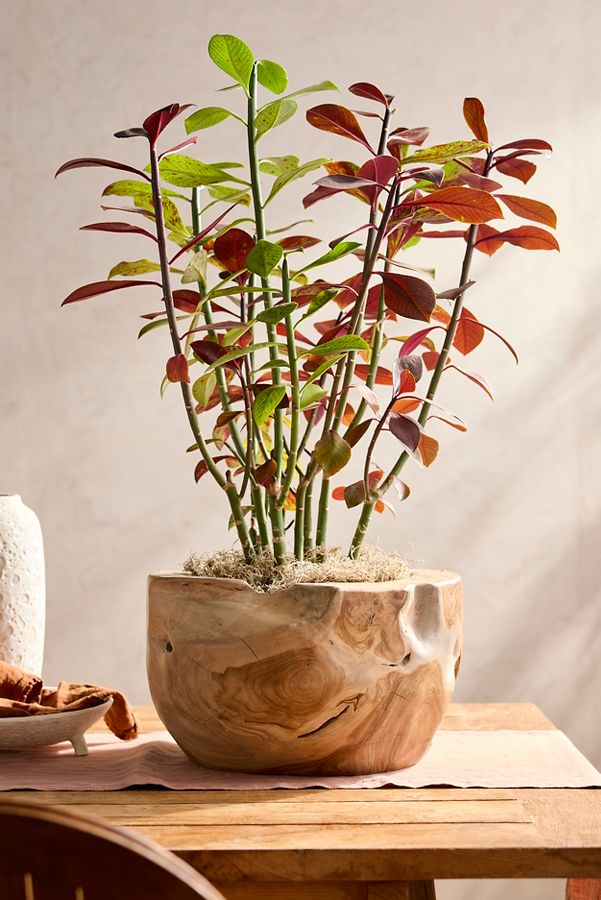 Slide View: 1: Teak Root Half Moon Planter