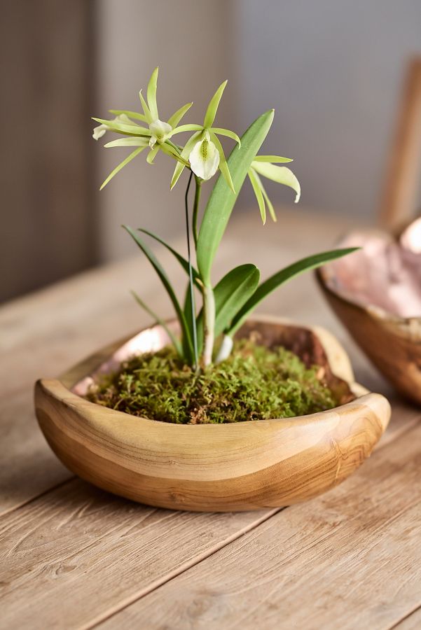 Slide View: 3: Copper + Teak Bowl