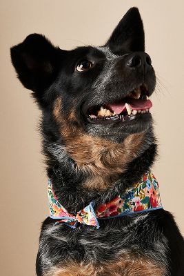 The Foggy Dog Pet Bandana