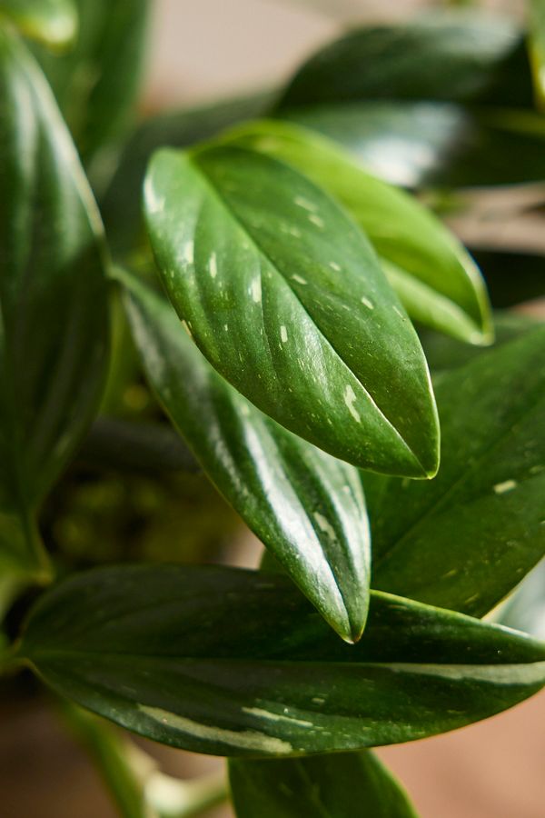 Slide View: 3: Monstera standleyana Plant