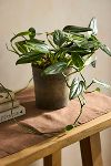 Thumbnail View 1: Monstera standleyana Plant