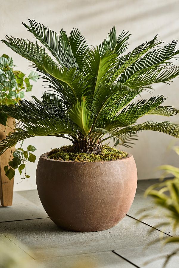 Slide View: 5: Terracotta Globe Planter