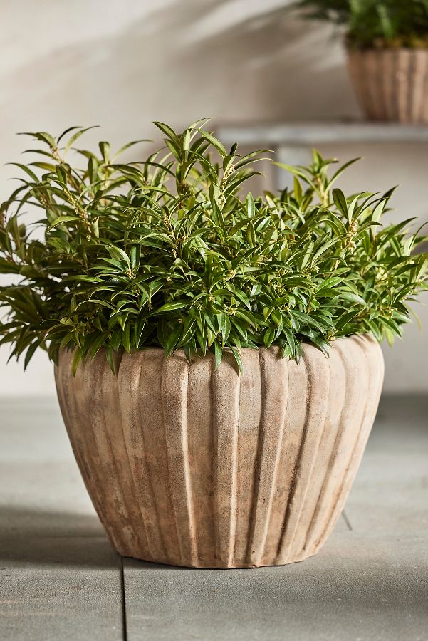 Slide View: 3: Ribbed Terracotta Low Taper Pot