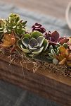 Thumbnail View 2: Sun-Loving Succulent Centerpiece Planter