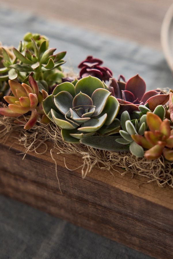 Slide View: 2: Sun-Loving Succulent Centerpiece Planter