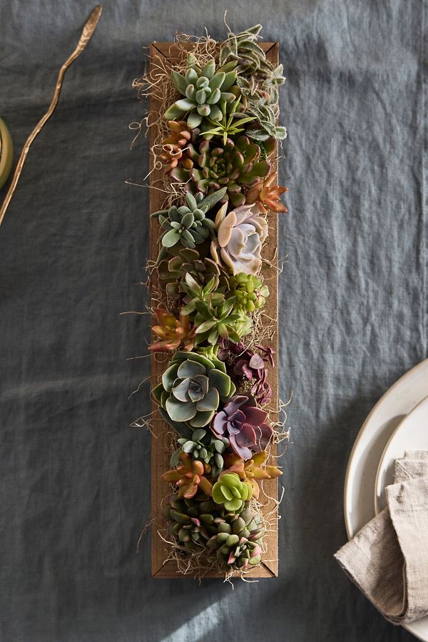 Slide View: 1: Sun-Loving Succulent Centerpiece Planter