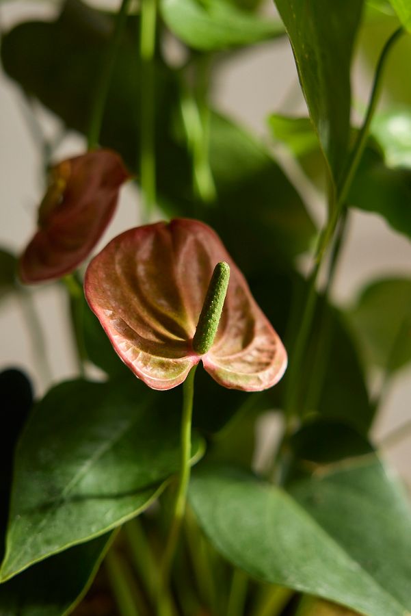 Slide View: 2: Pink Anthurium, Ceramic Planter