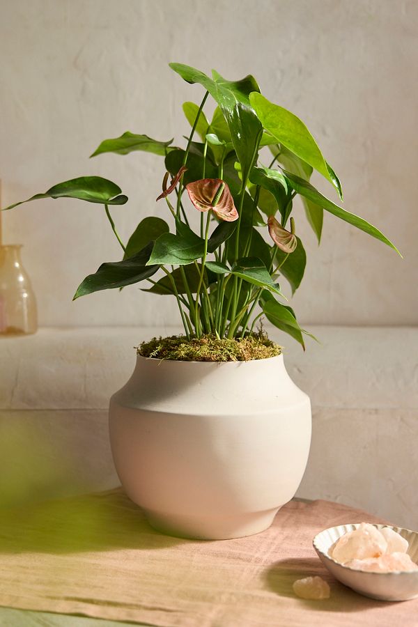 Slide View: 1: Pink Anthurium, Ceramic Planter