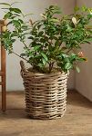 Thumbnail View 4: Rattan Cylinder Basket Planter