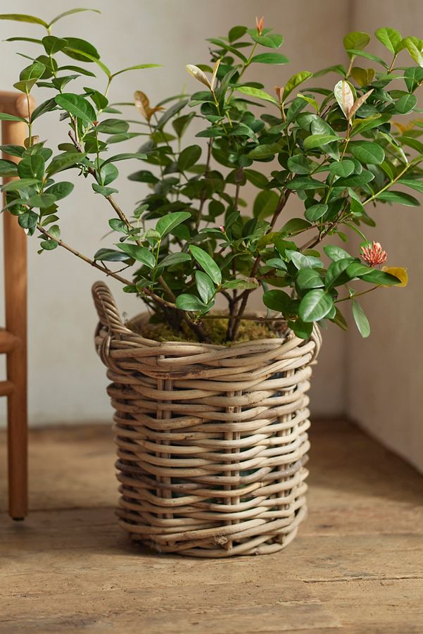 Slide View: 4: Rattan Cylinder Basket Planter