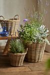 Thumbnail View 1: Rattan Tapered Basket Planter