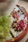 Thumbnail View 2: Patella Crescenda Microgreen Sprouting Kit