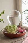 Thumbnail View 1: Patella Crescenda Microgreen Sprouting Kit