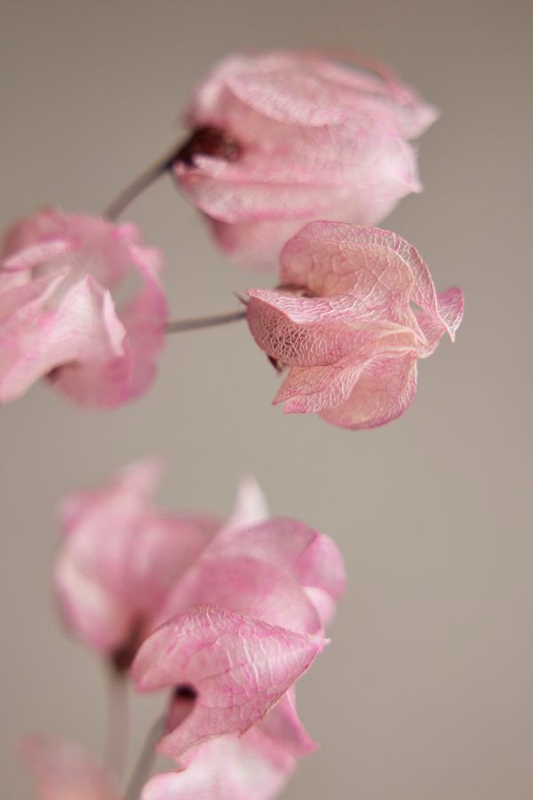 Slide View: 2: Preserved Bougainvillea Bunch, Pink