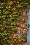 Thumbnail View 7: Solar LED Ivy Branch Lights