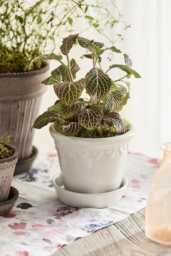 Slide View: 2: Bergs Glazed Terracotta Copenhagen Pot + Saucer Set