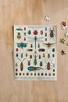 Thumbnail View 3: Insect Illustrations Puzzle