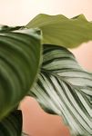 Thumbnail View 2: Calathea Orbifolia