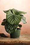 Thumbnail View 1: Calathea Orbifolia