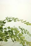 Thumbnail View 3: Maidenhair Fern