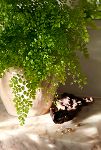 Thumbnail View 1: Maidenhair Fern