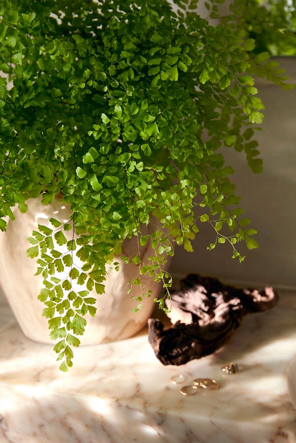 Slide View: 1: Maidenhair Fern