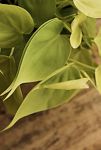 Thumbnail View 2: Neon Philodendron