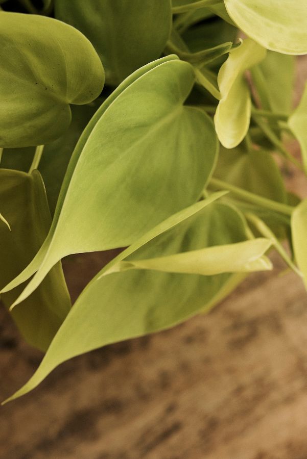 Slide View: 2: Neon Philodendron