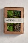 Thumbnail View 1: Preserved Moss Collection