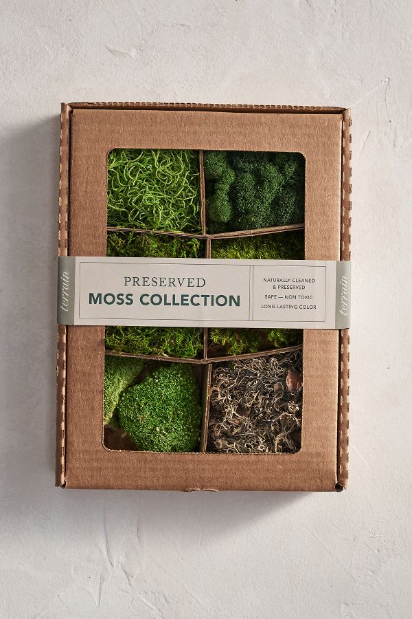 Slide View: 1: Preserved Moss Collection