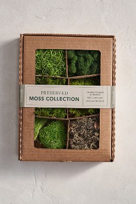 Preserved Moss Collection