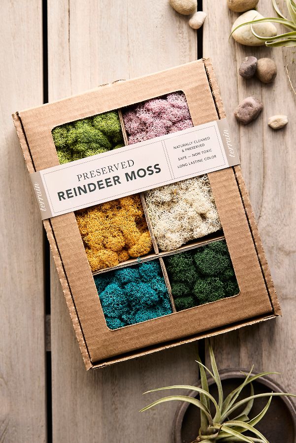 Slide View: 1: Preserved Reindeer Moss Collection