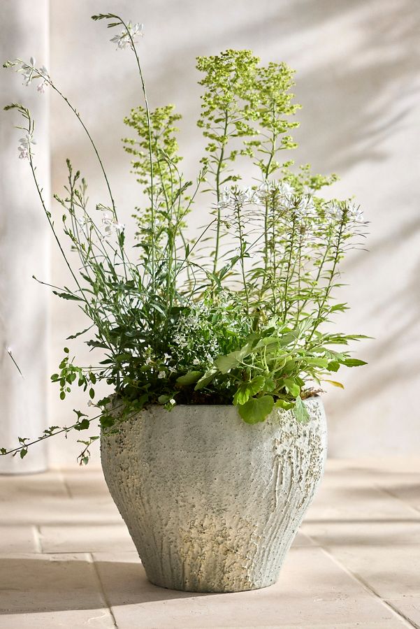 Slide View: 4: Barnacle Fiber Concrete Curved Jar Planter