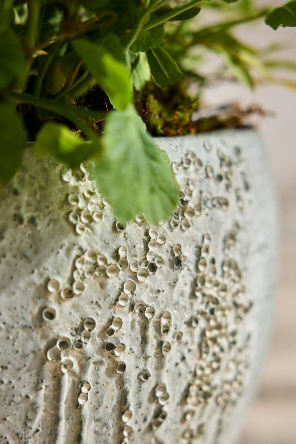 Slide View: 3: Barnacle Fiber Concrete Curved Jar Planter