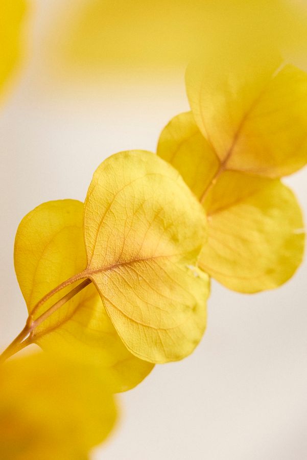 Slide View: 2: Dried Yellow Eucalyptus Populus Bunch