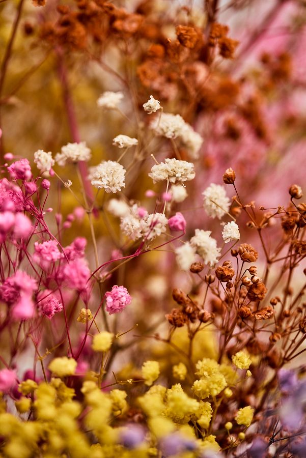 Slide View: 2: Dried Rainbow Gypsophila Bunch