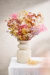 Thumbnail View 1: Dried Rainbow Gypsophila Bunch