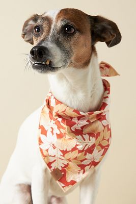 The Foggy Dog Pet Bandana