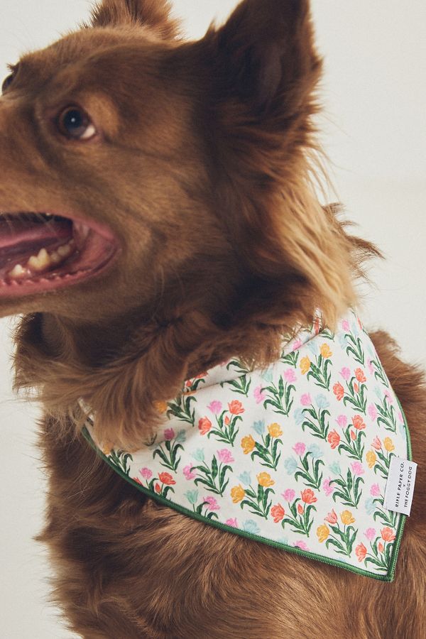 Slide View: 2: The Foggy Dog Pet Bandana