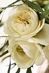 Thumbnail View 2: Garden Rose Bouquet, 12 White Stems  