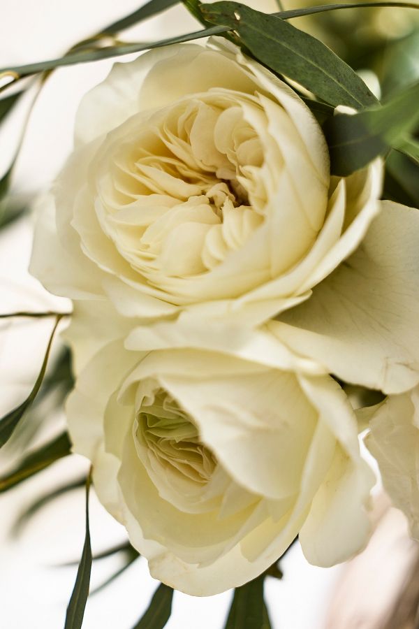 Slide View: 2: Garden Rose Bouquet, 12 White Stems  