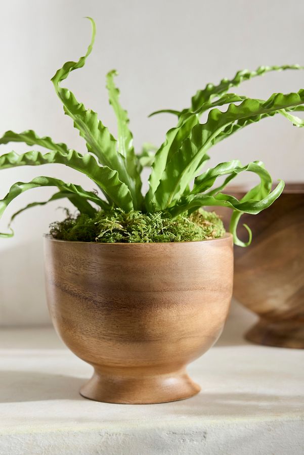 Slide View: 2: Footed Acacia Bowl Planter