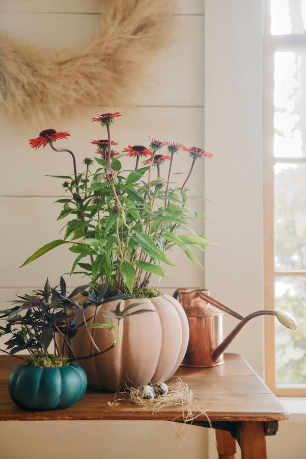 Slide View: 3: Haws 1 Liter Watering Can, Copper